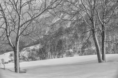 Snow-covered trees stand in a winter landscape with a backdrop of hills and leafless forest. The bare branches of the trees are outlined with a dusting of snow, creating a stark contrast against the white ground and blurry mountains in the distance.