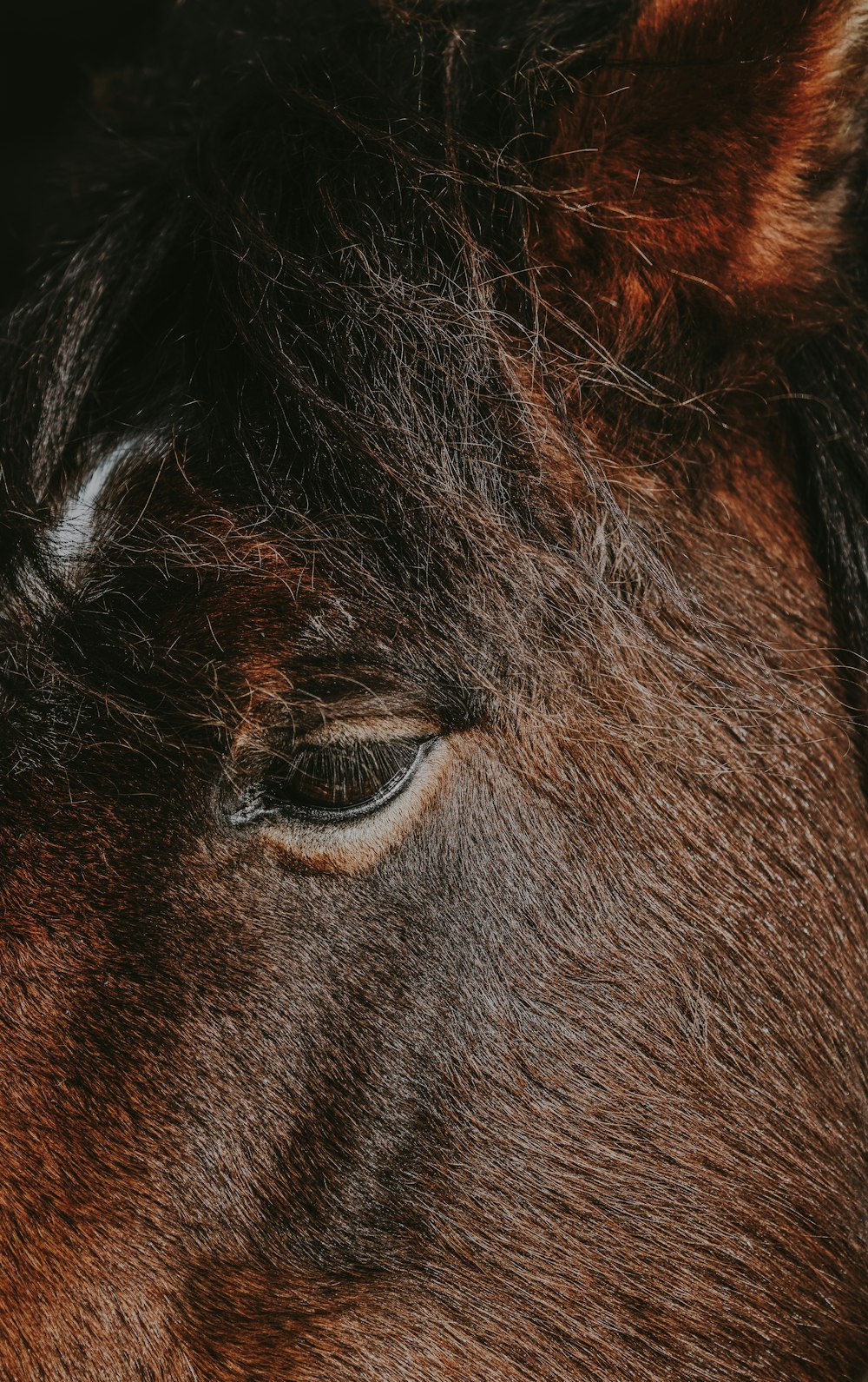 a close up of a brown horse's eye