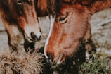 close-up photography of two red horses eating grasses