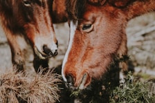 close-up photography of two red horses eating grasses