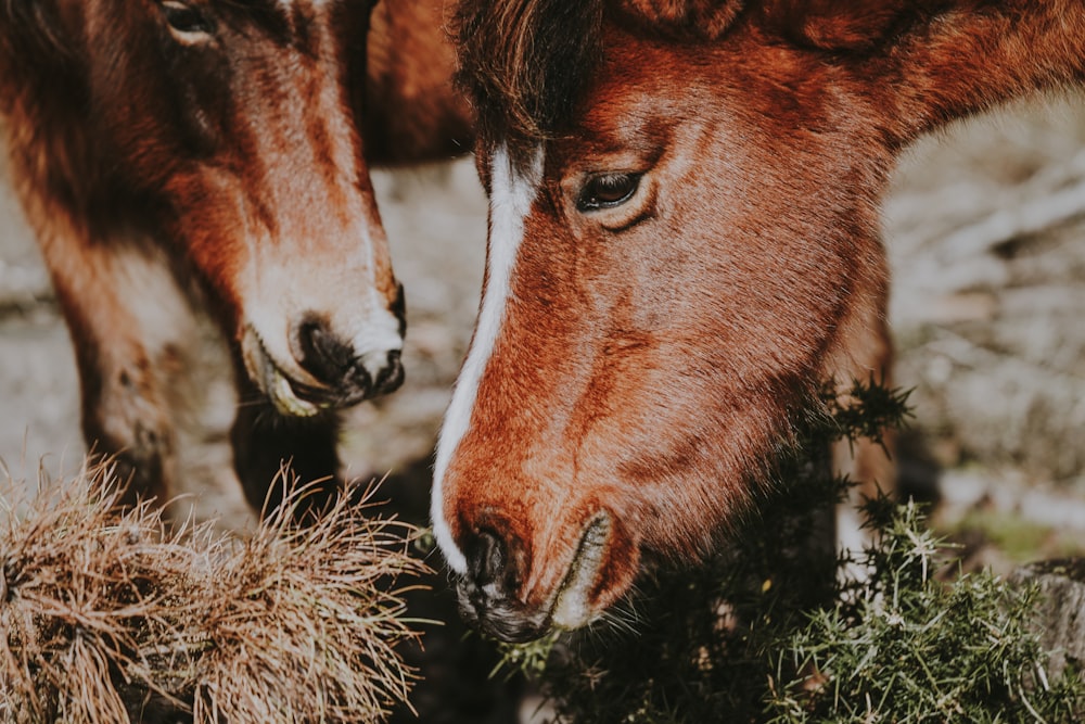 fotografia em close-up de dois cavalos vermelhos comendo gramíneas