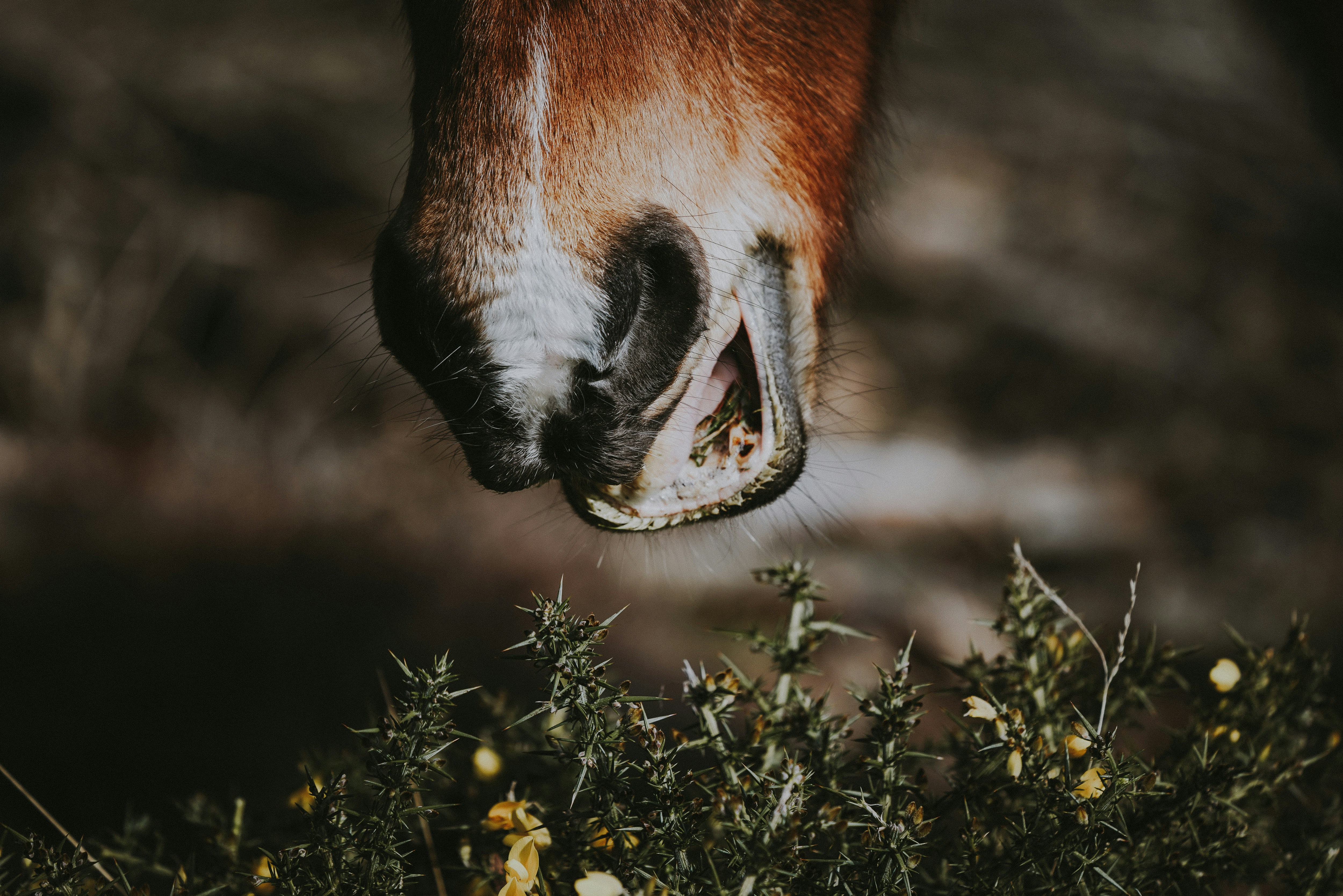 Horse grazing on gorse
