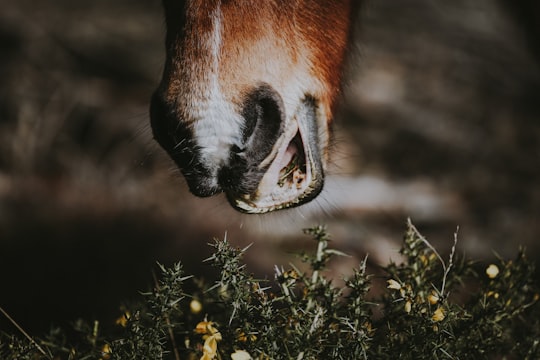 brown animal about to eat grass in closeup photography in New Forest District United Kingdom