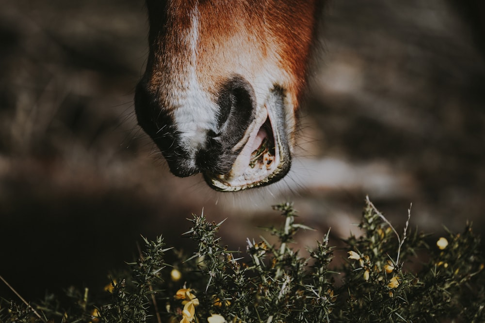 Animal marrom prestes a comer grama em fotografia de closeup