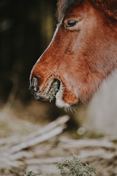 A close-up view of a brown horse chewing on prickly vegetation. The side profile highlights the texture and color of the horse's fur and mane, contrasting with the dark, blurred background, which creates a serene atmosphere.