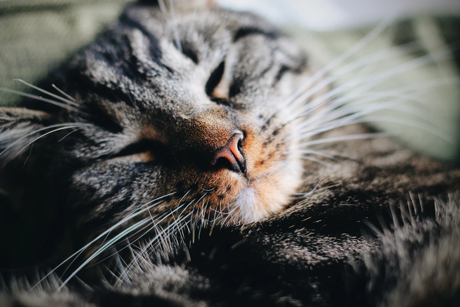 Black-and-grey tabby Domestic Shorthair cat, photo by Erik-Jan Leusink on Unsplash