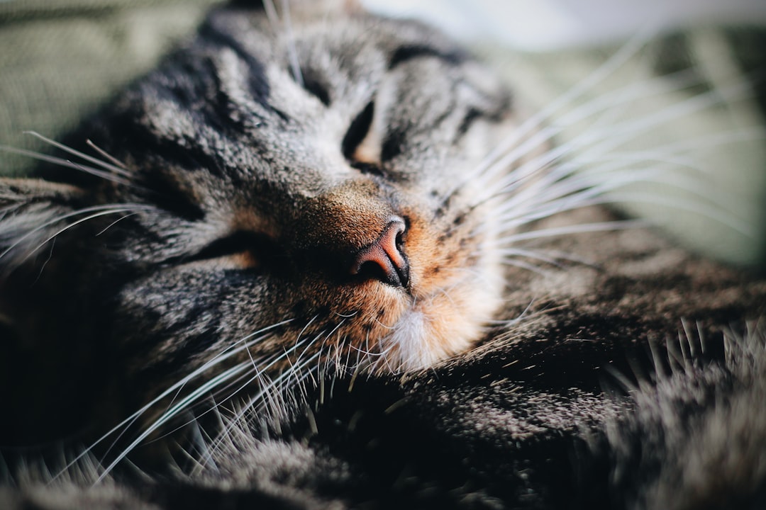 black and gray tabby cat