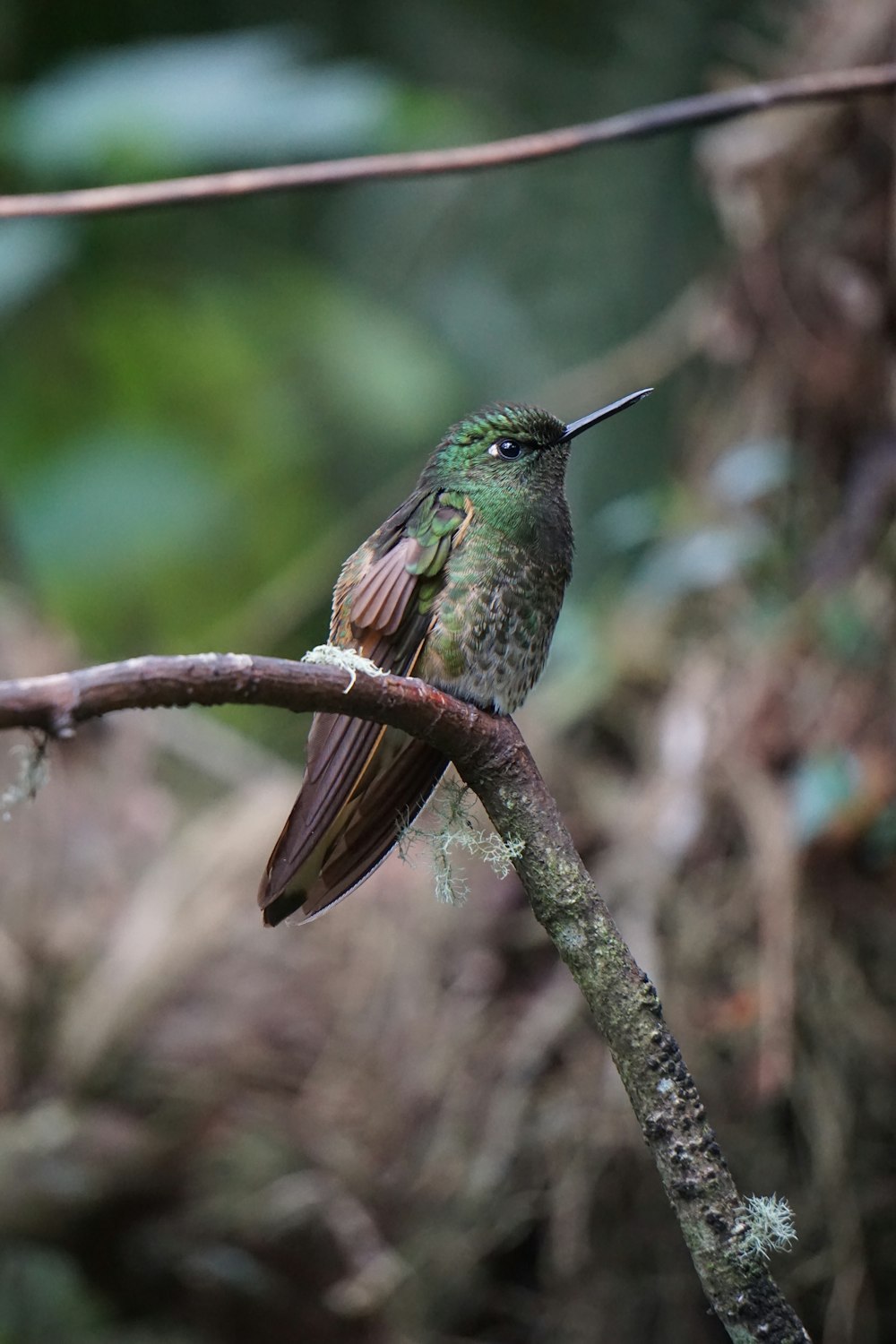 green and brown bird on tree branch