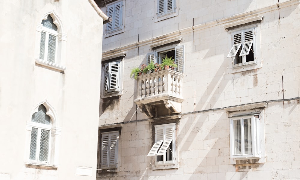 Grüne Topfpflanze auf braunem Betonhausbalkon