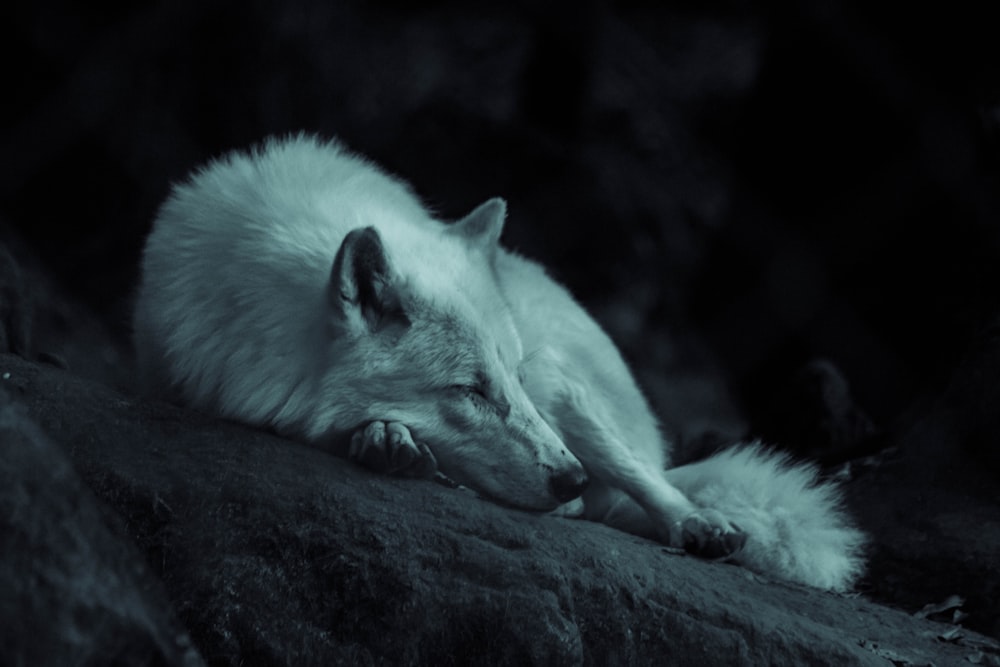 地面に横たわる白狐