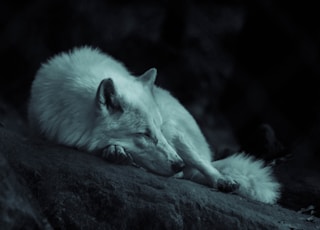 white fox laying on the ground