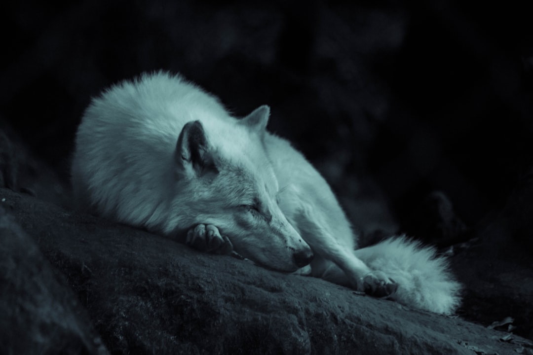 white fox laying on the ground, Wolf sleeping in the dark