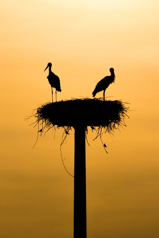 photo of Mazères Wildlife near Canal de Brienne