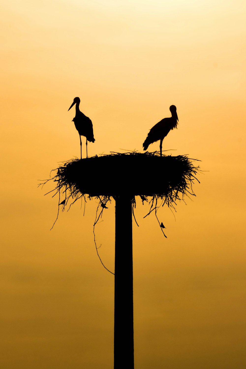 Silueta de pájaros durante la puesta del sol