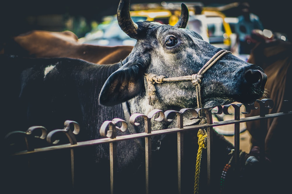 macro shot of water buffalo on fence