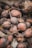 A pile of freshly harvested beets with earthy roots and dirt-covered skins. The beets vary in size and display natural imperfections and textures.