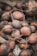 A pile of freshly harvested beets with earthy roots and dirt-covered skins. The beets vary in size and display natural imperfections and textures.