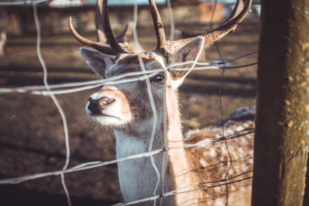 selective focus photography of brown deer behind fence