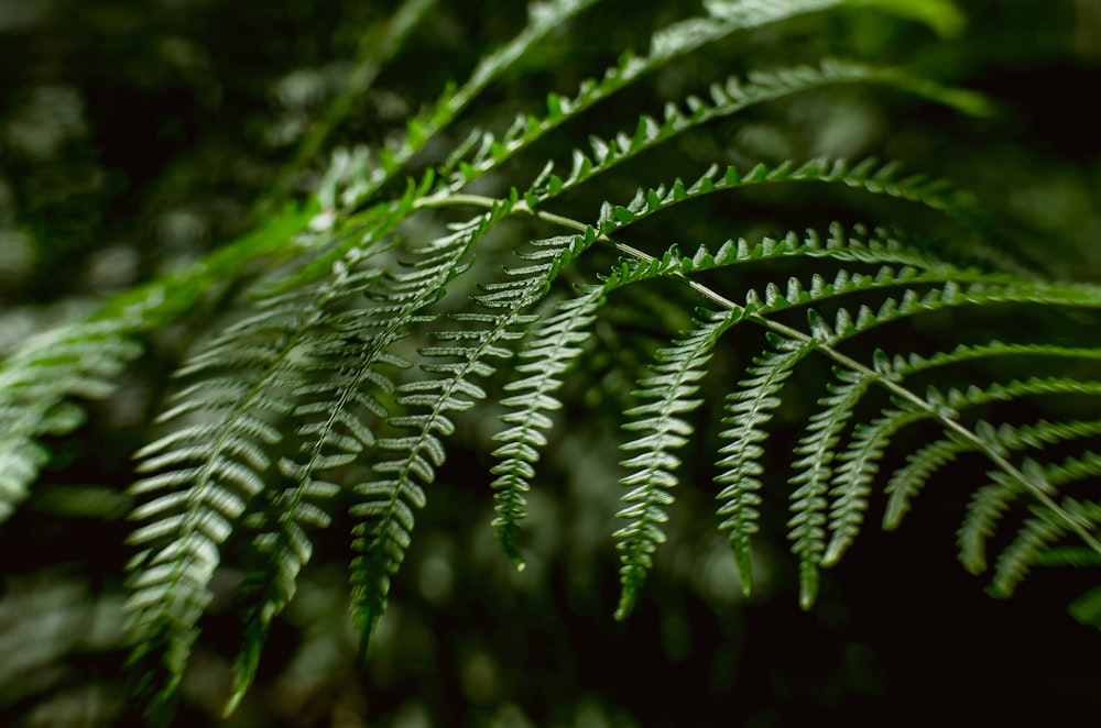 closeup photo of green leaf