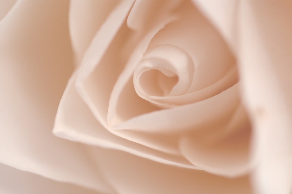 closeup photography of white rose