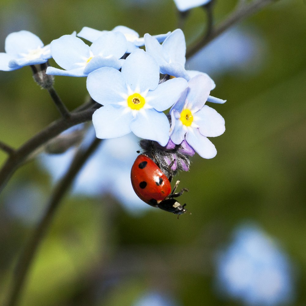 bug-ku--Ladybug