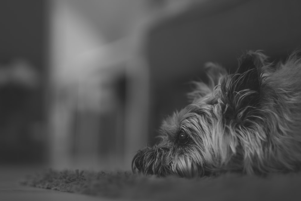 Foto in scala di grigi di un cane a pelo lungo sul tappeto