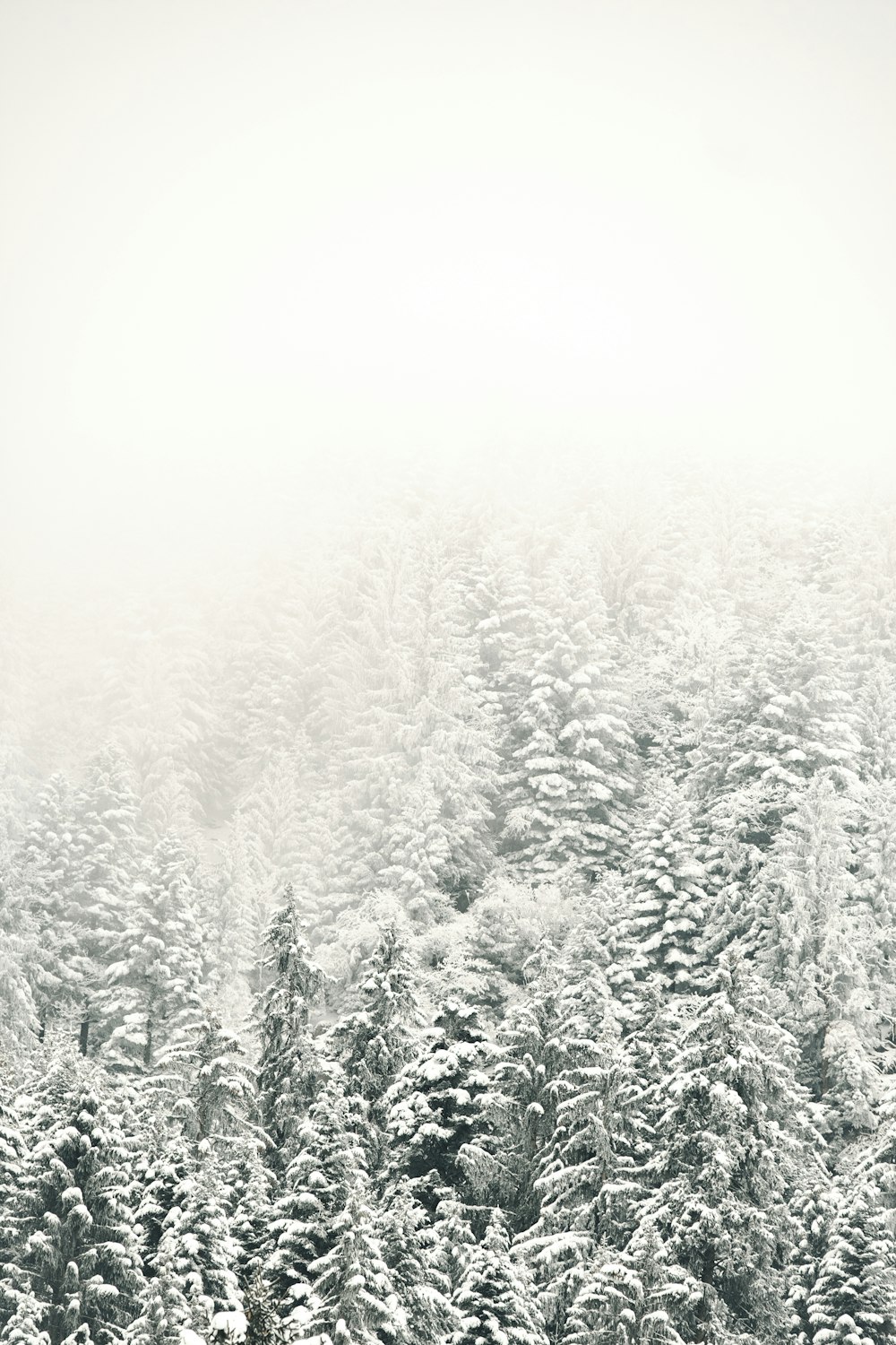 fog over tree