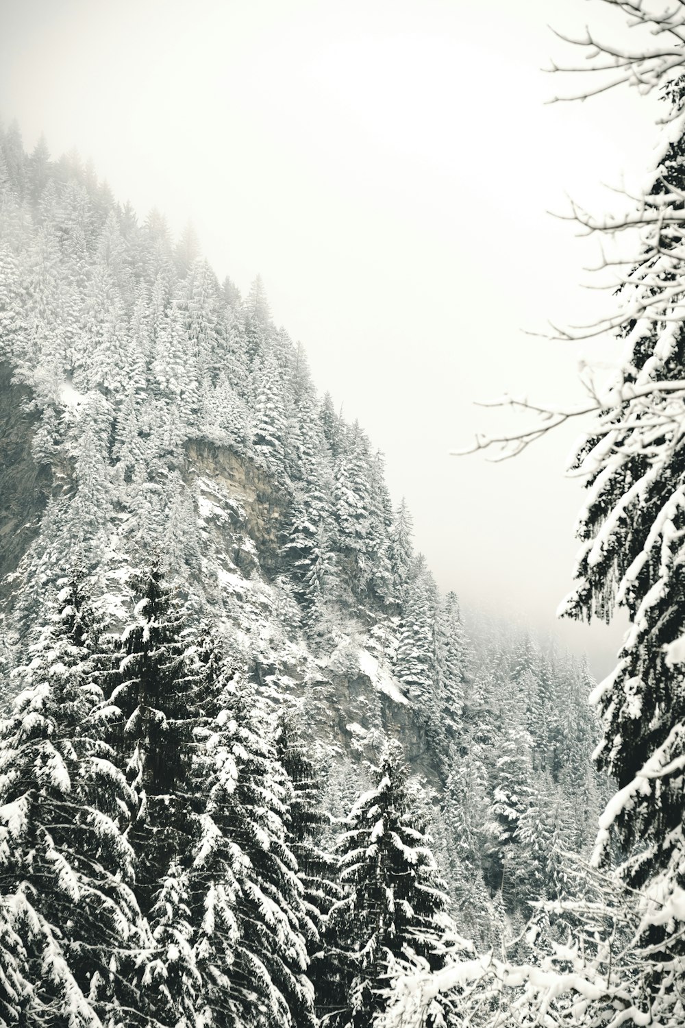 snow covered trees