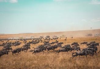 Safari holiday planned by Francesco Margaretini Luxury Travel Villas Weddings Honeymoon