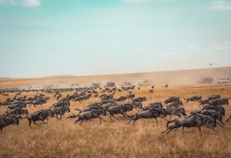 Safari holiday planned by Francesco Margaretini Luxury Travel Villas Weddings Honeymoon