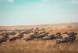 animal running on field