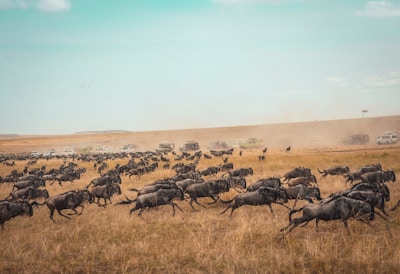 animal running on field