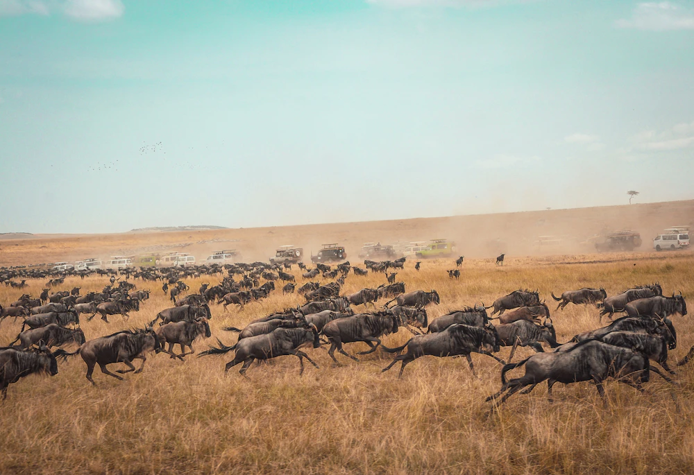 Large herd of wildebeest moving across dry grassland