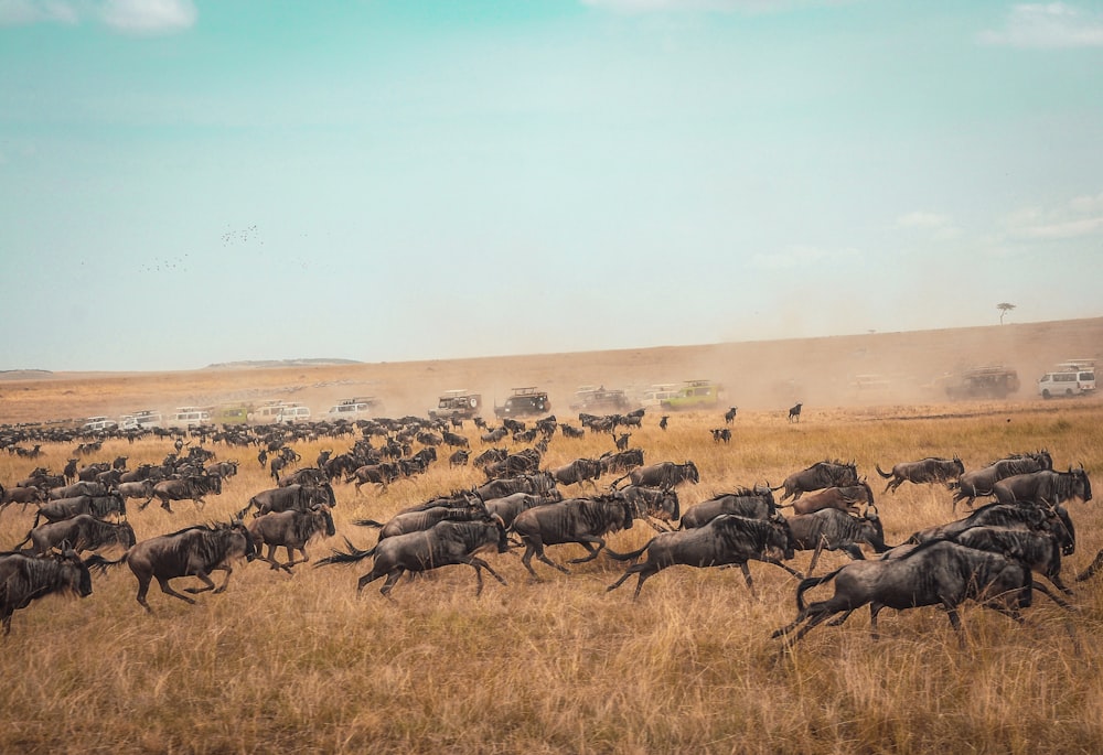 animal running on field