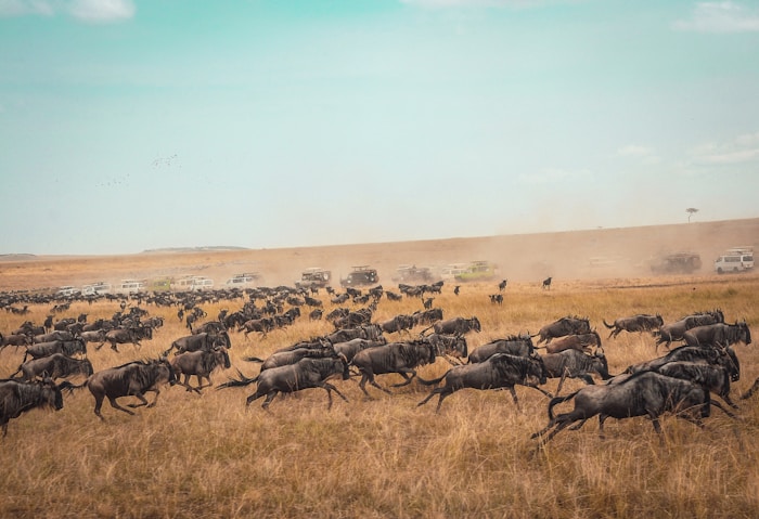 Wildebeest herd thundering across the Serengeti during the Great Migration