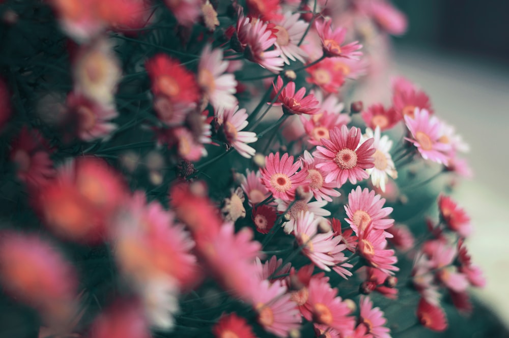 tilt shift lens photography of pink flowers