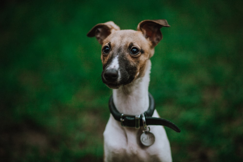 short-coatedf white dog