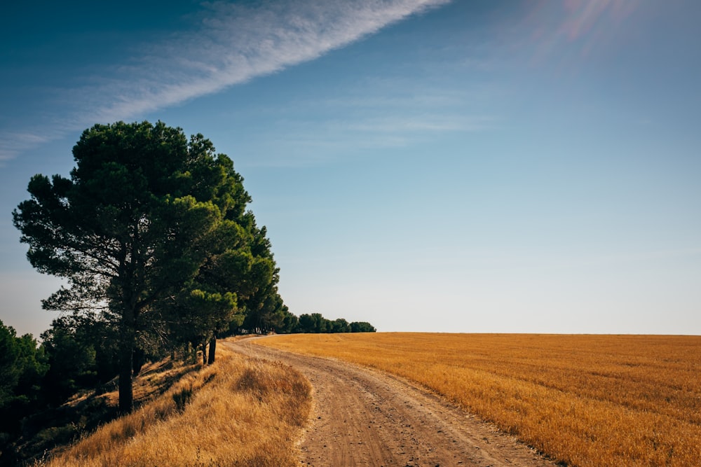 Planta de árbol verde cerca de un campo de hierba marrón