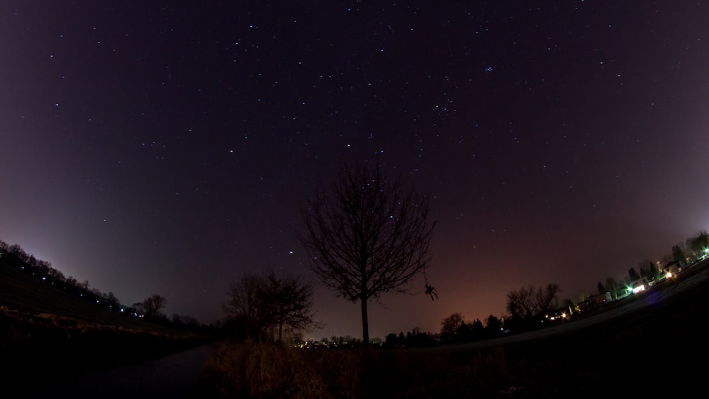 Árbol sin hojas bajo el campo de estrellas durante la noche