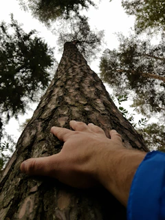 Close-up of a delicate hand gently touching the bark of a tall tree symbolizing growth and inner strength.