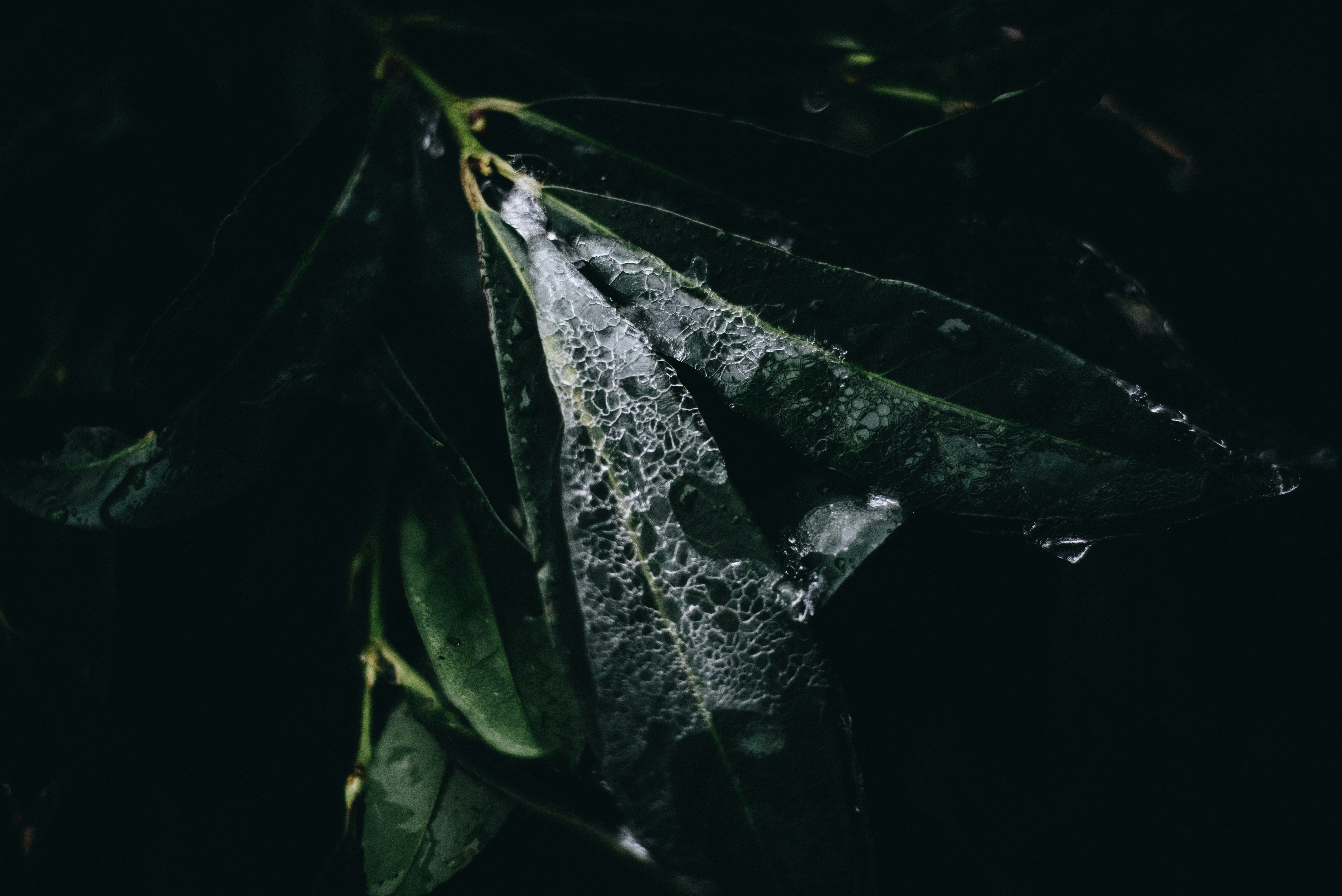 Photo by evieshaffer