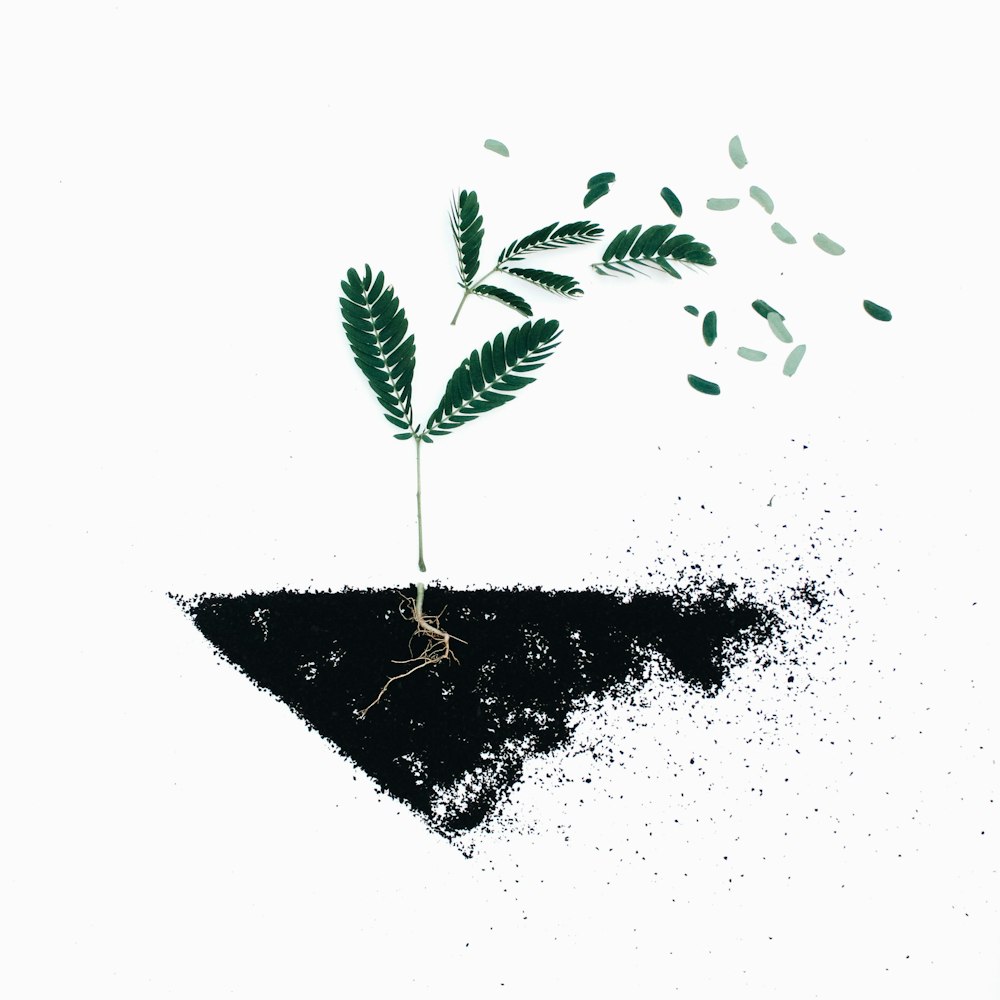 green leaf plants on black soil illustration
