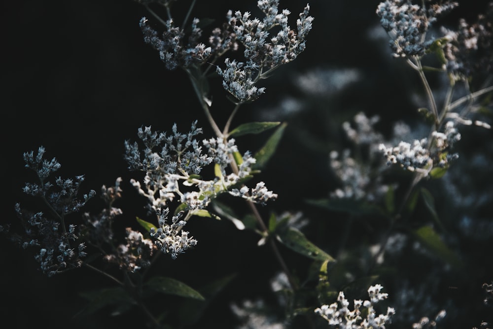 closeup photo of flowers