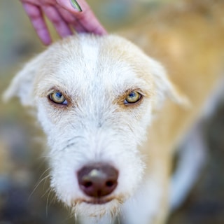 A close-up of a dog with light brown and white fur, looking directly at the camera. The dog's eyes are prominent and have a light yellow hue. A hand with painted nails is gently petting the dog's head, adding a sense of human interaction.