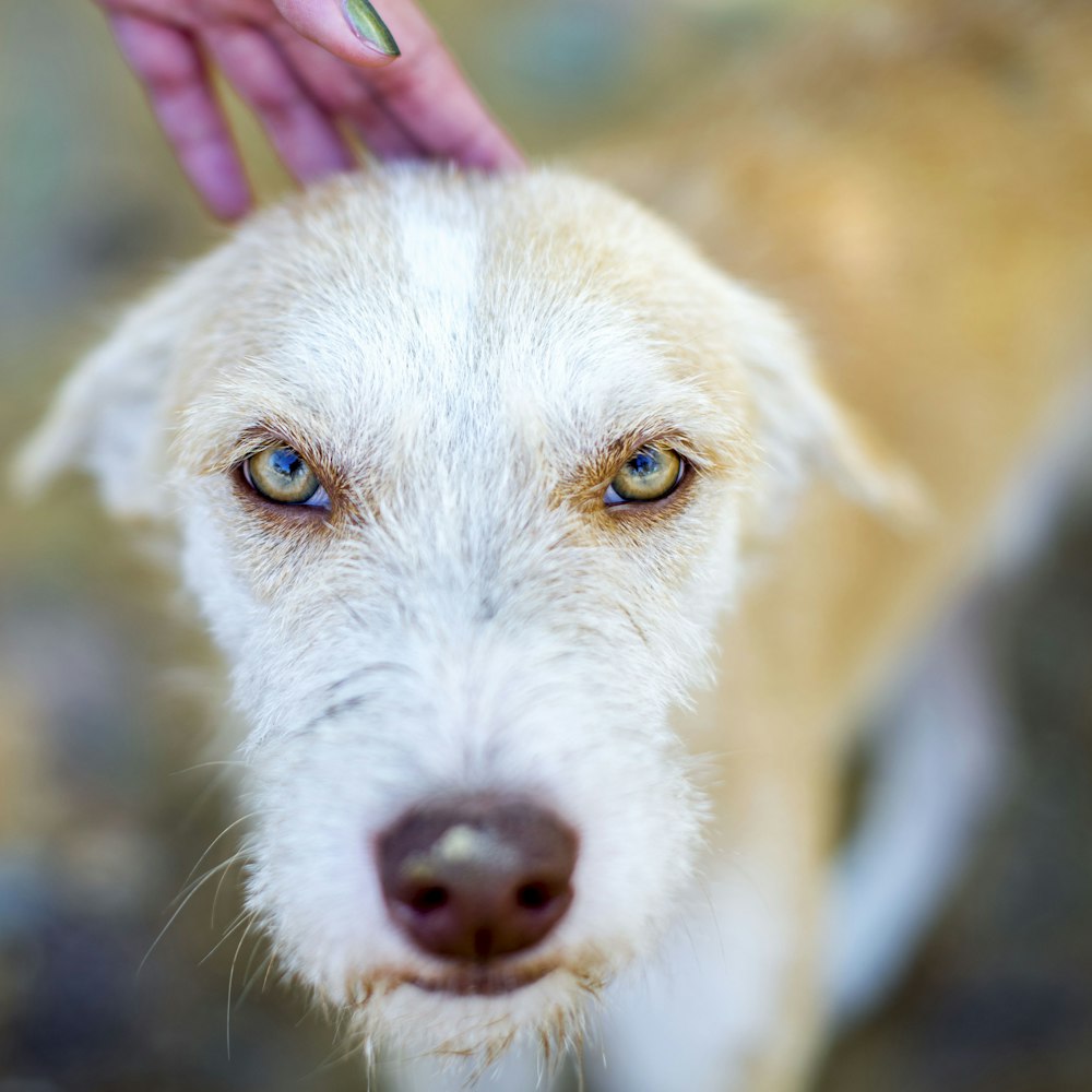 white and brown dog