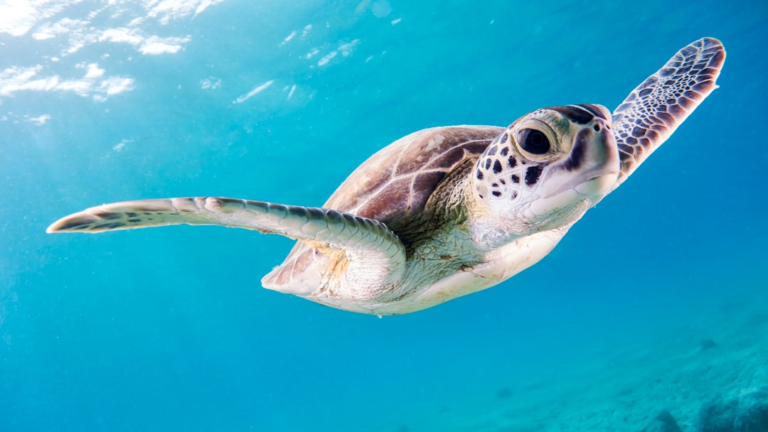 close up photography of brown sea turtle