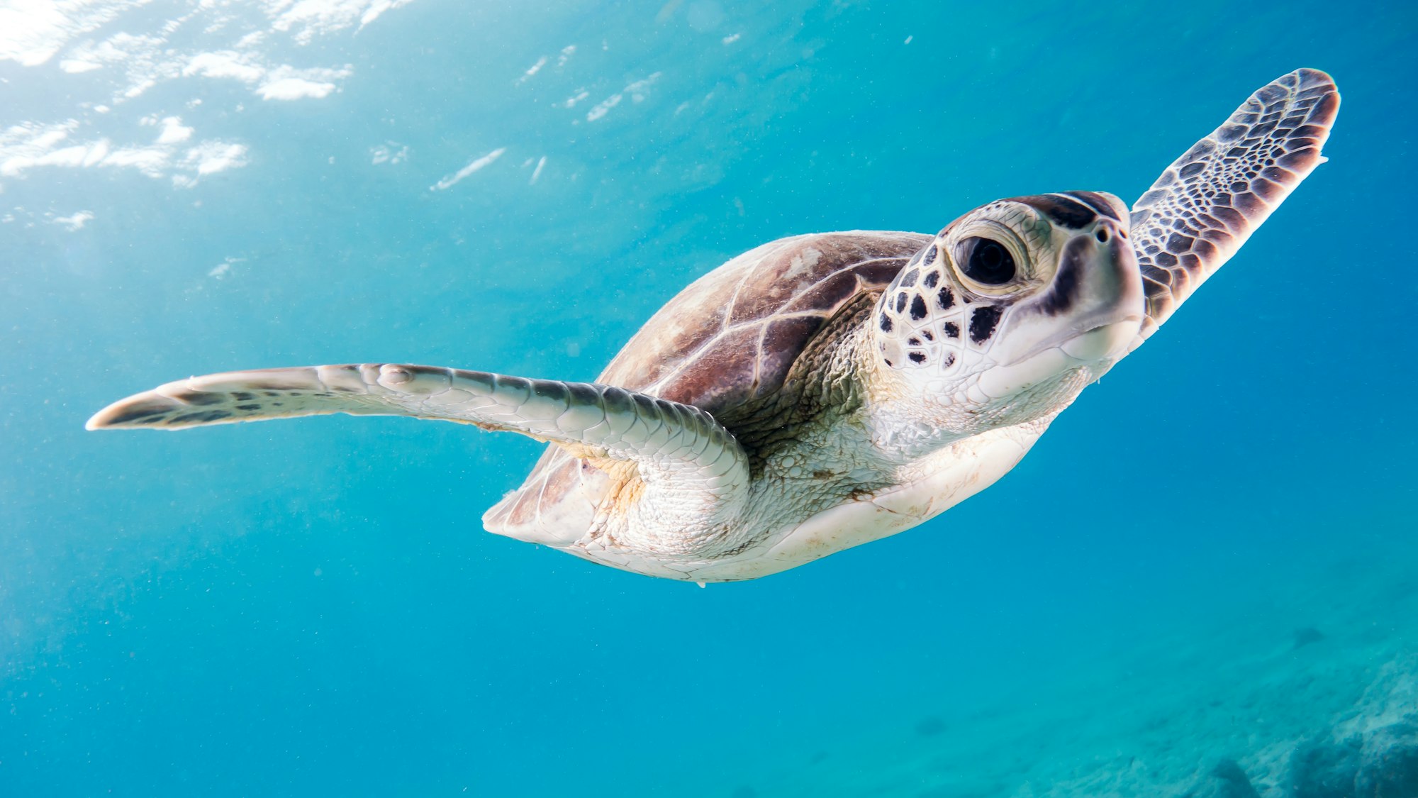 Surprisingly curious, this young turtle swam around us in the shallows during our way out to the Salt Pier, a gorgeous dive site on Bonaire.