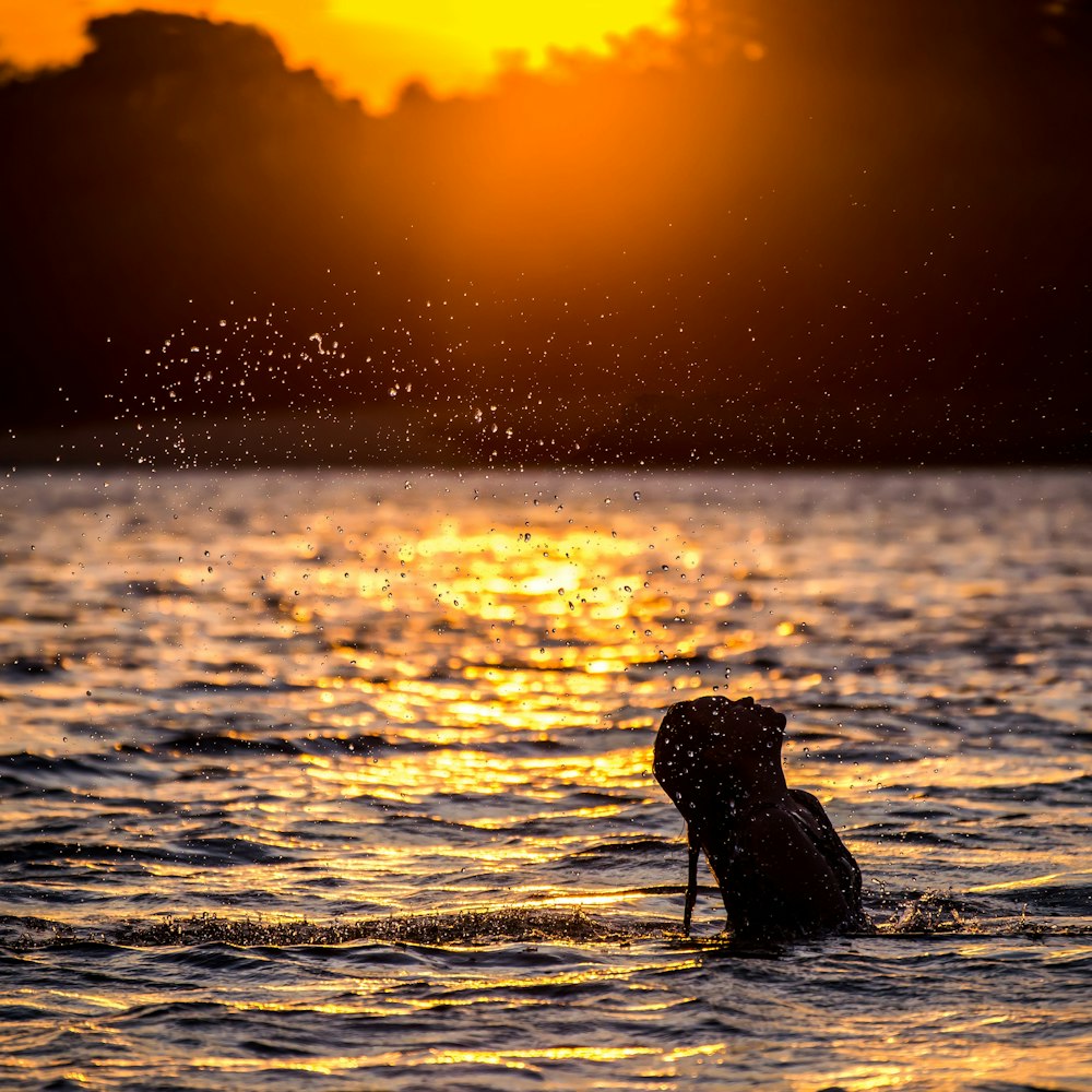 woman in body of water near trees during sunset