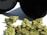 A collection of dried cannabis buds is placed on a white surface, with a black container lying open next to them. The cannabis appears to have a light green color with hints of orange and brown, indicating its freshness.
