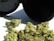 A collection of dried cannabis buds is placed on a white surface, with a black container lying open next to them. The cannabis appears to have a light green color with hints of orange and brown, indicating its freshness.